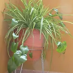 Appartement Casa Ferras Valderrobres
